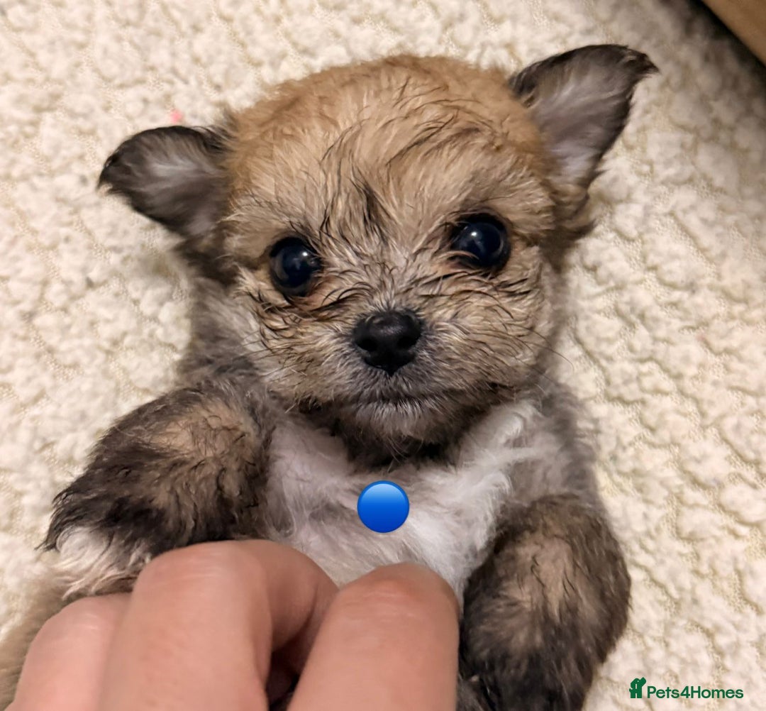 Mixed Breed dogs for sale: Five healthy puppies looking for a living home!  - Advert 4