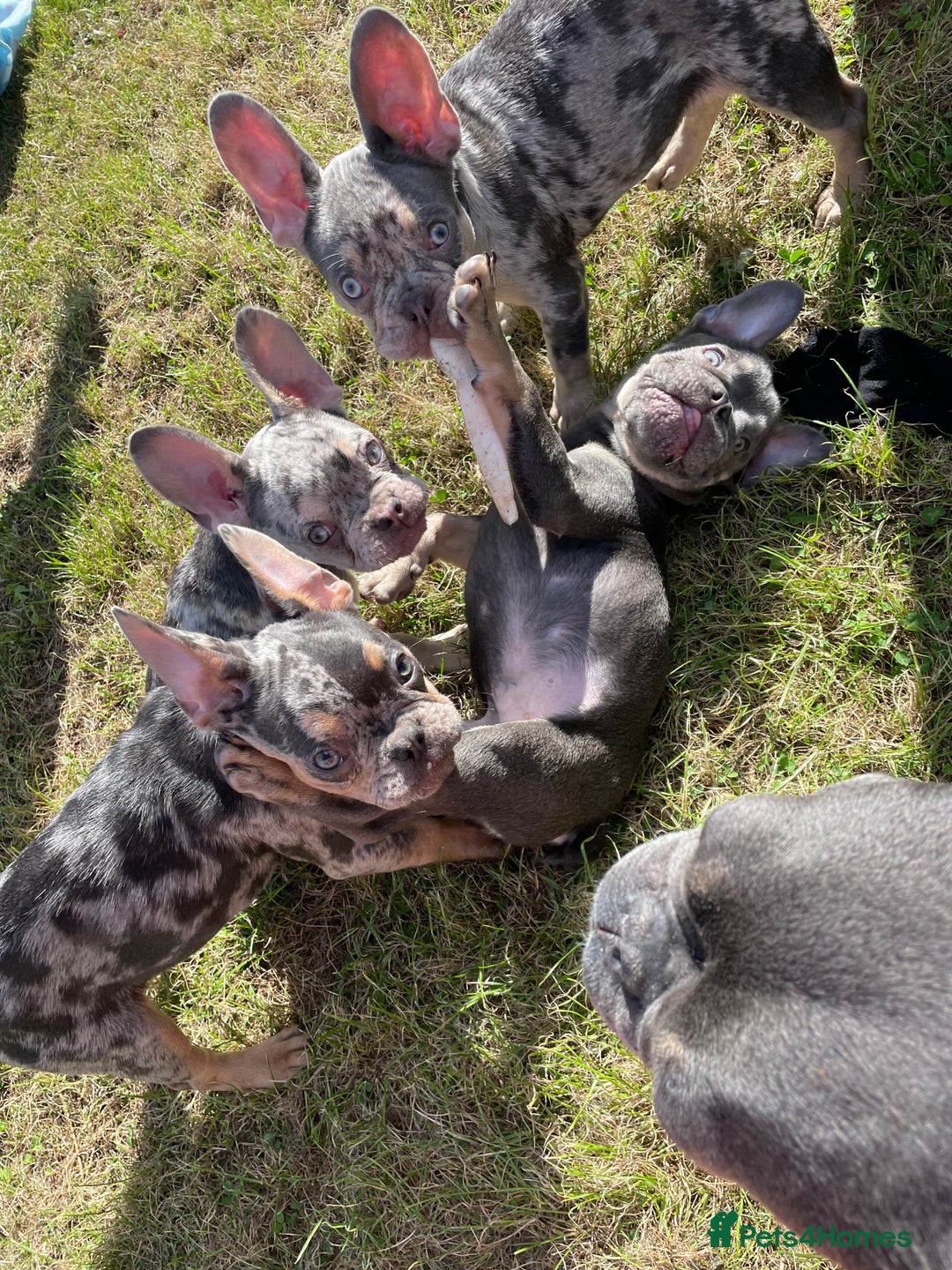 French Bulldog dogs for sale: Kc registered 12 week old French. Bulldogs  - Image 13