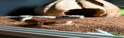 Leopard Gecko reptiles for sale: Leopard Gecko (read description) - Advert 5
