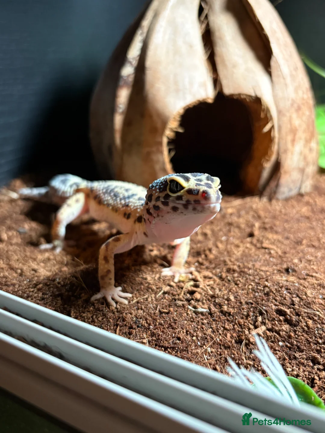 Leopard Gecko reptiles for sale: Leopard Gecko (read description) - Advert 5