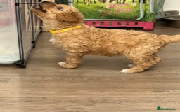 Goldendoodle dogs for sale: ⭐️⭐️READY NOW⭐️⭐️ Beautiful Goldendoodles - Image 31