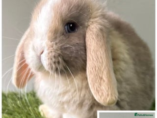 Mini Lop rabbits Beautiful, friendly mini lops - Advert 3