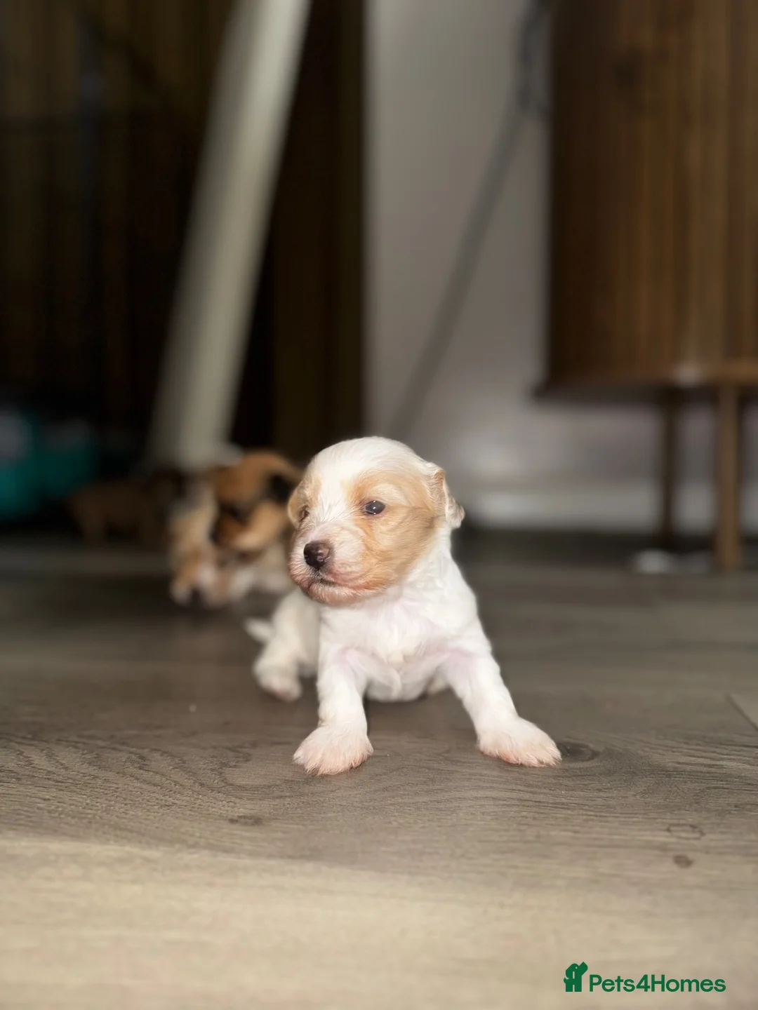 Mixed Breed dogs for sale: Cavapoo x morkie pups in Warrington - Advert 2