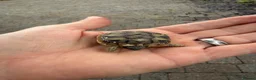 Hermann Tortoise reptiles for sale: Herman Tortoise 4 years (born 10/09/2022) - Advert 2