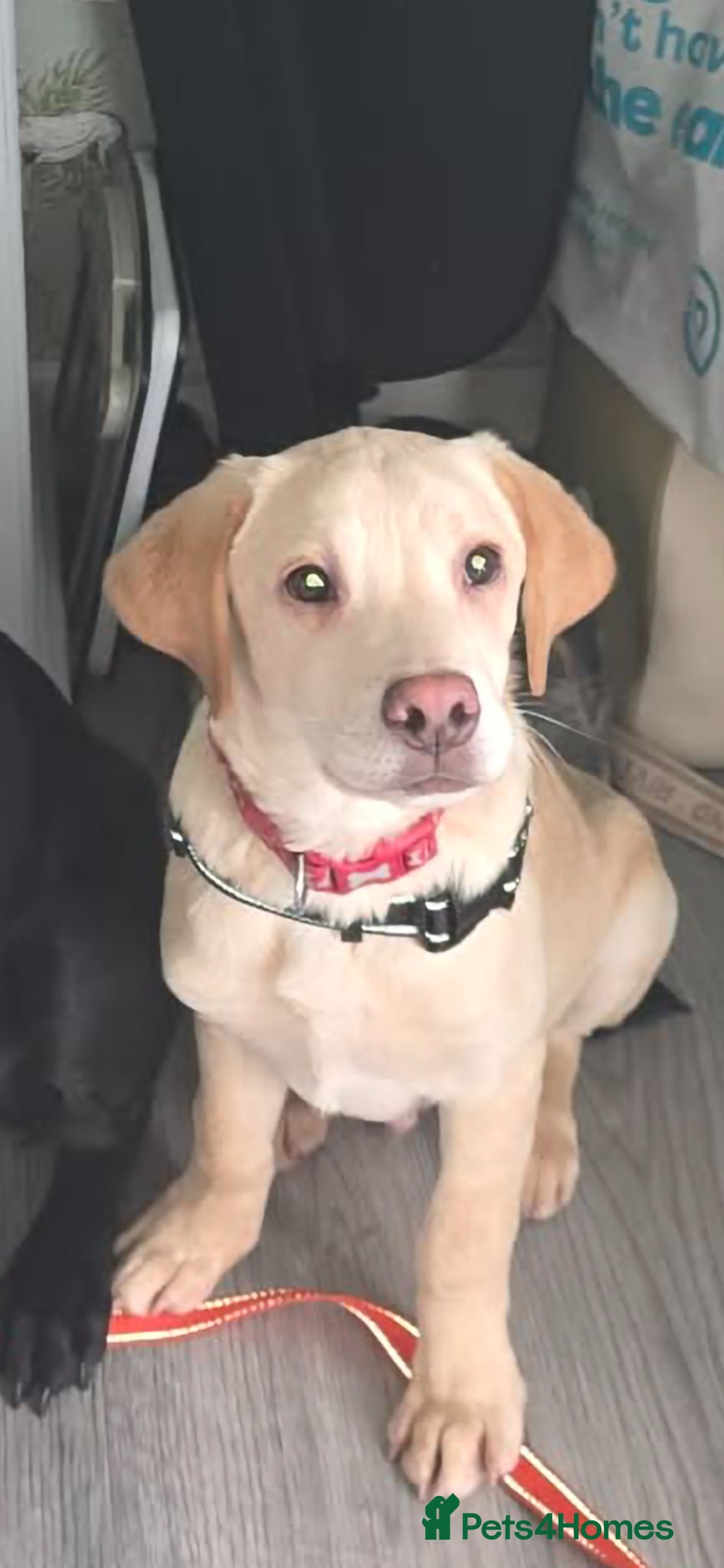 Labrador Retriever dogs 6 month old male golden labrador for sale - Advert 1