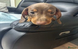 Miniature Dachshund dogs for sale: Beautiful Miniature Dachshunds  - Image 4