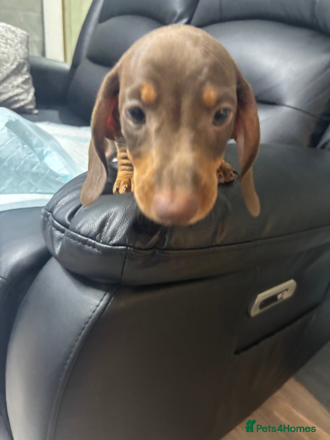 Miniature Dachshund dogs for sale: Beautiful Miniature Dachshunds  - Image 4