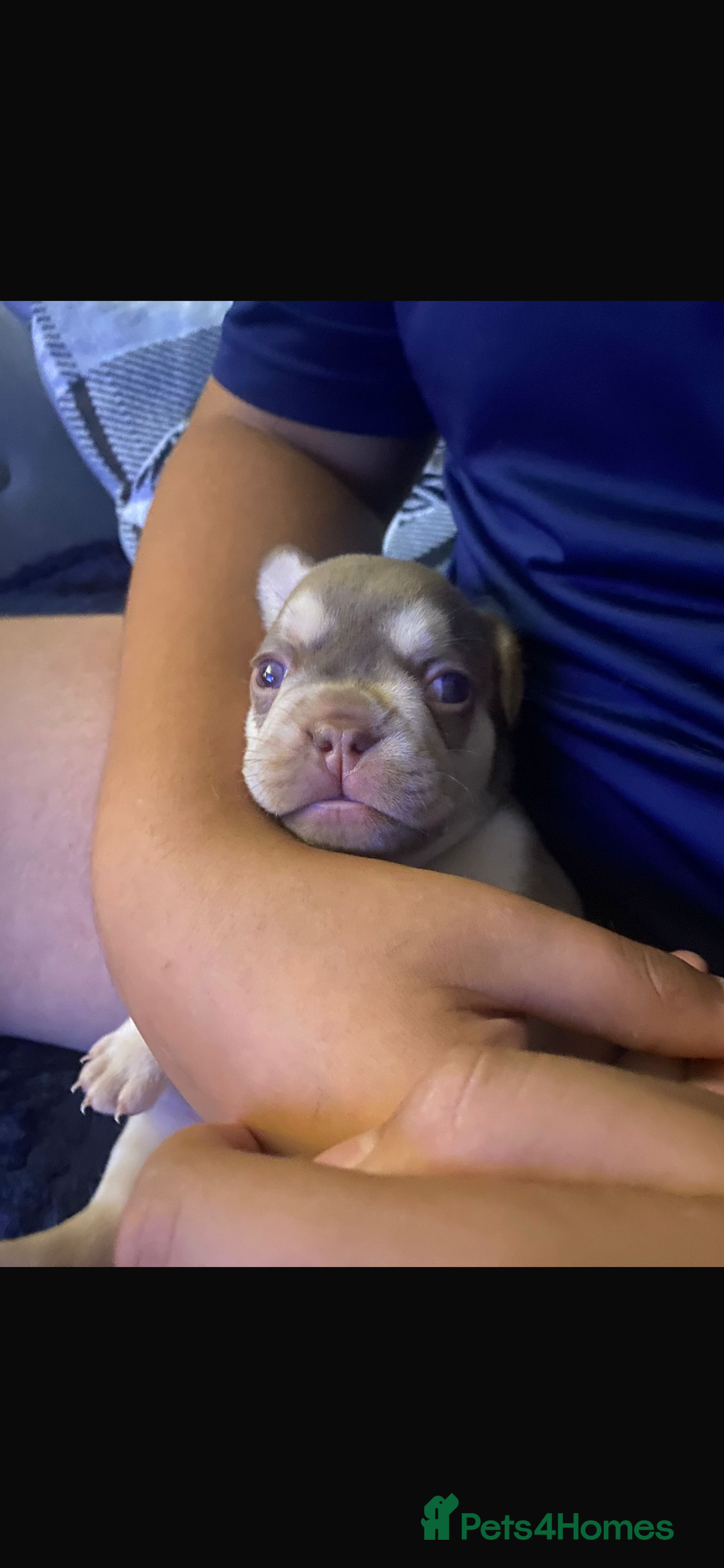 French Bulldog dogs for sale: 5 girls  - Image 4