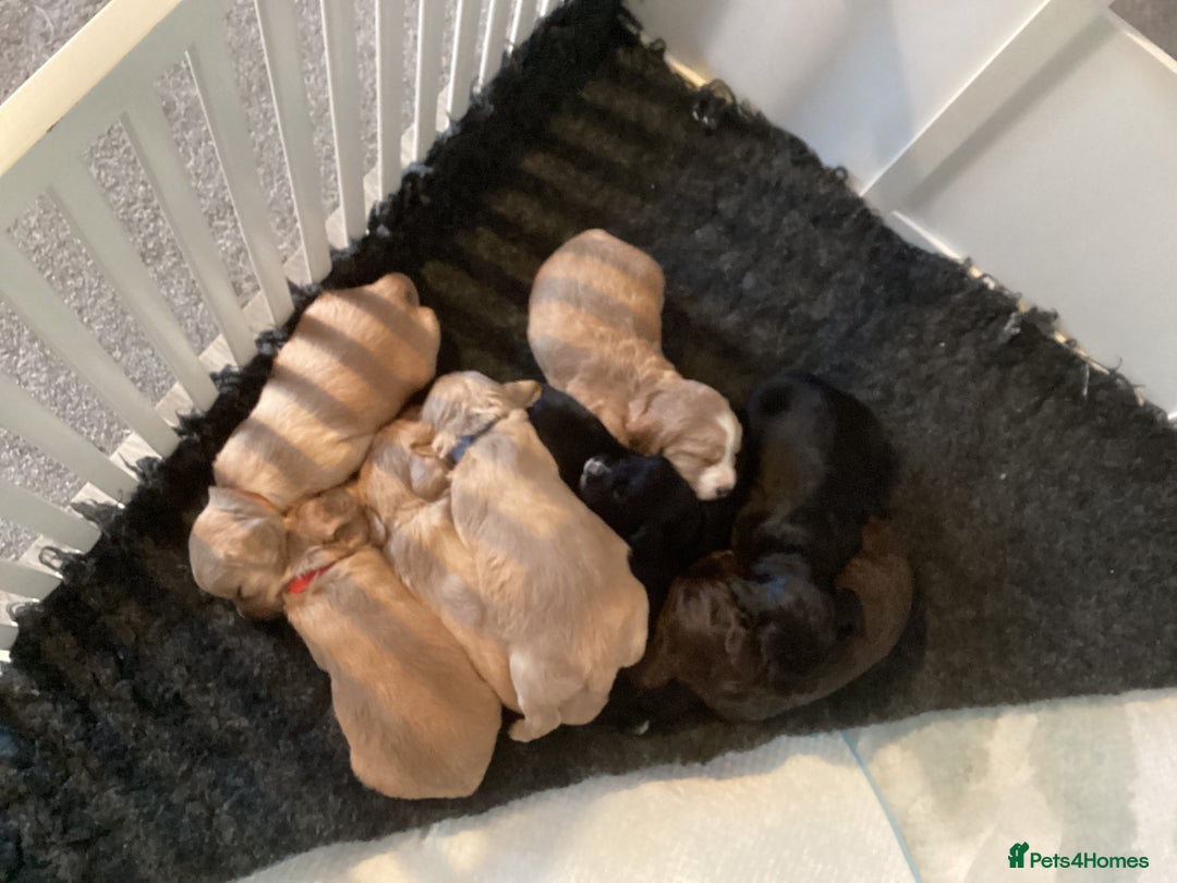 Cocker Spaniel dogs for sale: KC registered working cocker spaniel puppies  - Advert 4