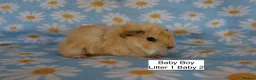 Guinea Pig rodents for sale: A tiny bundle of squeaks and love! in Glossop - Advert 3