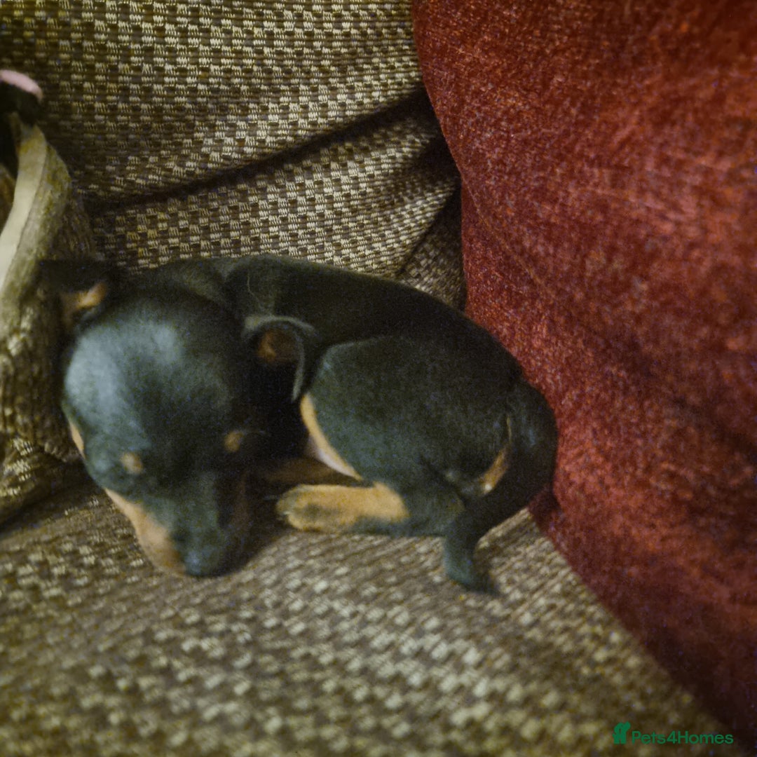 Miniature Pinscher dogs for sale: Miniature pinscher pups - Advert 15