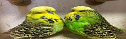 Budgerigars birds for sale: Budgies for Sale, all in good health  - Advert 17