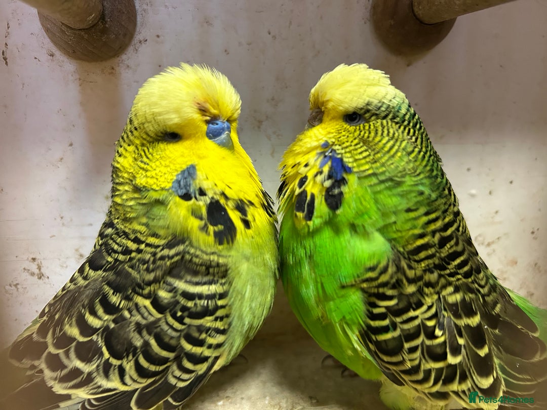 Budgerigars birds for sale: Budgies for Sale, all in good health  - Advert 17