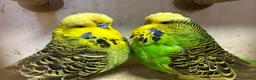 Budgerigars birds for sale: Budgies for Sale, all in good health  - Advert 22