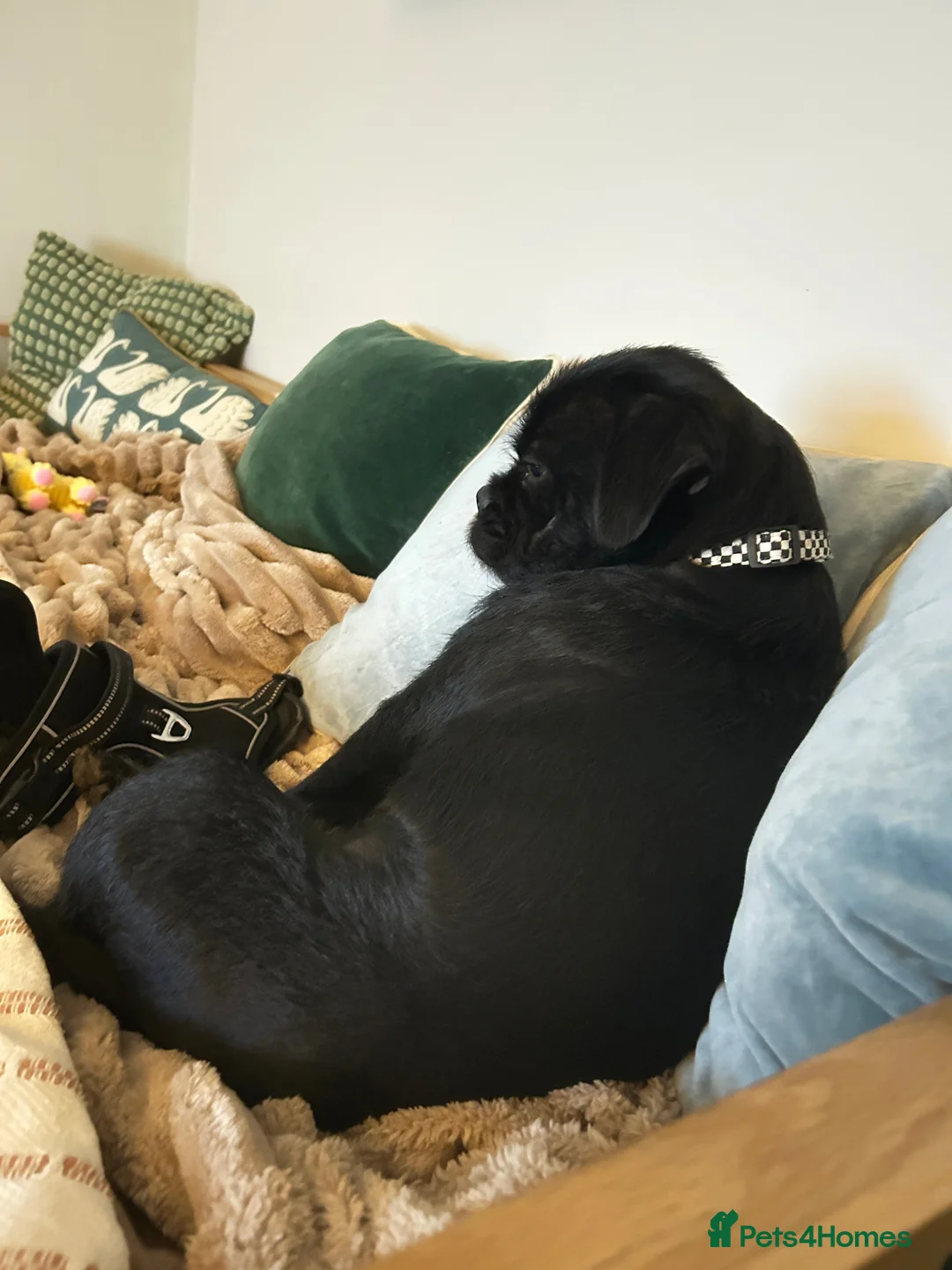 Jug dogs for sale: 11Mth old male JUG For rehoming - Advert 4