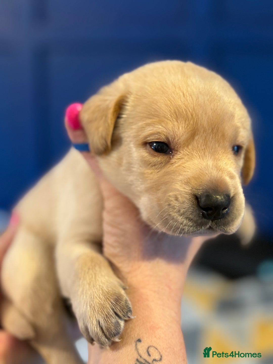 Labrador Retriever dogs for sale: Labrador puppies  - Advert 7