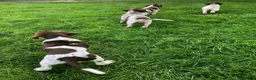 German Shorthaired Pointer dogs for sale: GSP Puppies in Aberdare - Advert 10