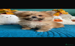 Mixed Breed dogs for sale: RARE TINY Outstanding Pomeranian cross puppies  - Image 21