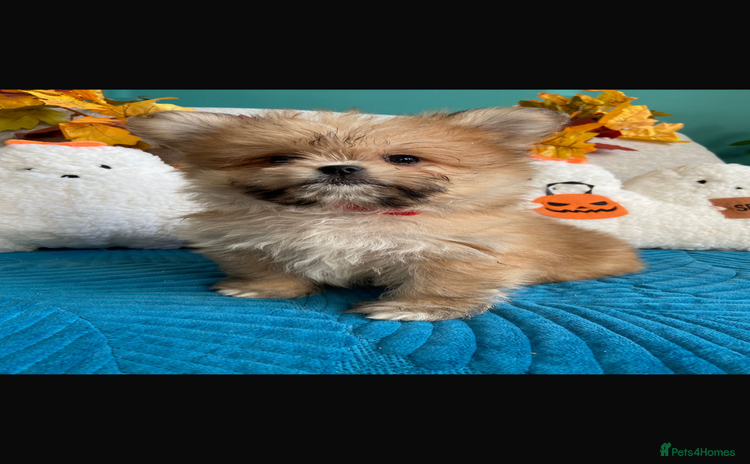 Mixed Breed dogs - Advert 5