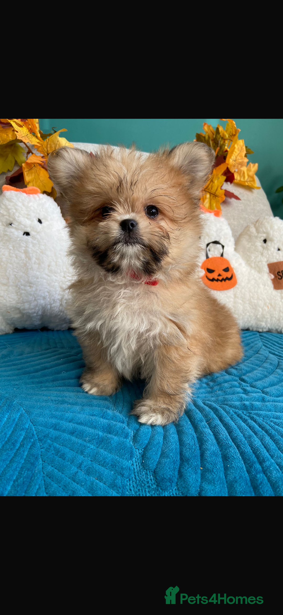 Mixed Breed dogs for sale: RARE TINY Outstanding Pomeranian cross puppies  - Image 21