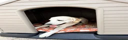 Mixed Breed dogs for adoption: Simba Needs a Home 🌺 🌹 🌹  - Advert 4