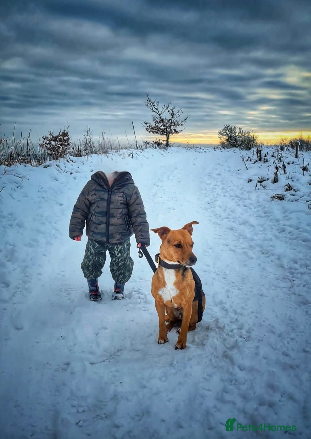 Mixed Breed dogs for sale: Jack Russell x wired haired dachshund  - Advert 8