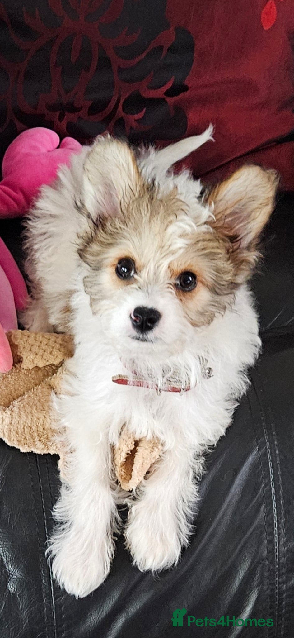 Mixed Breed dogs Very smart little man. - Advert 5