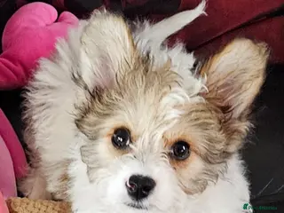 Mixed Breed dogs Very smart little man. - Advert 1