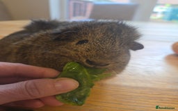 Guinea Pig rodents for sale: READY NOW. 2 young Sister Guinea Pigs - Image 9
