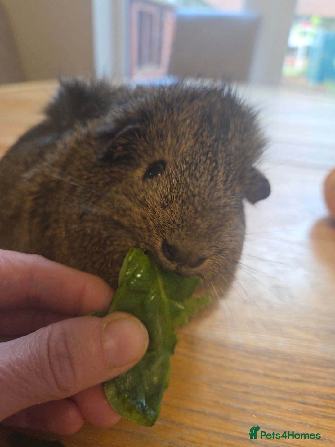 Guinea Pig rodents for sale: READY NOW. 2 young Sister Guinea Pigs - Image 9
