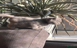 British Shorthair cats for sale: British Shorthair Kittens Available - Image 6