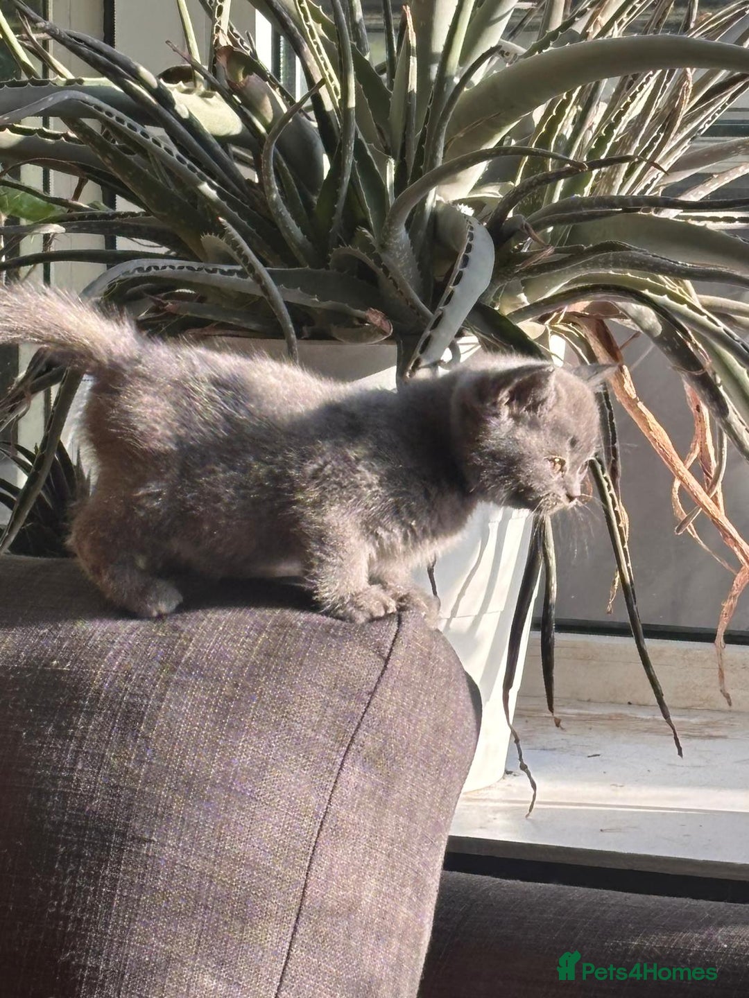 British Shorthair cats for sale: British Shorthair Kittens Available - Image 6