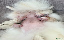 Pomeranian dogs for sale: Russian-Korean puppies looking for home💕 - Image 6