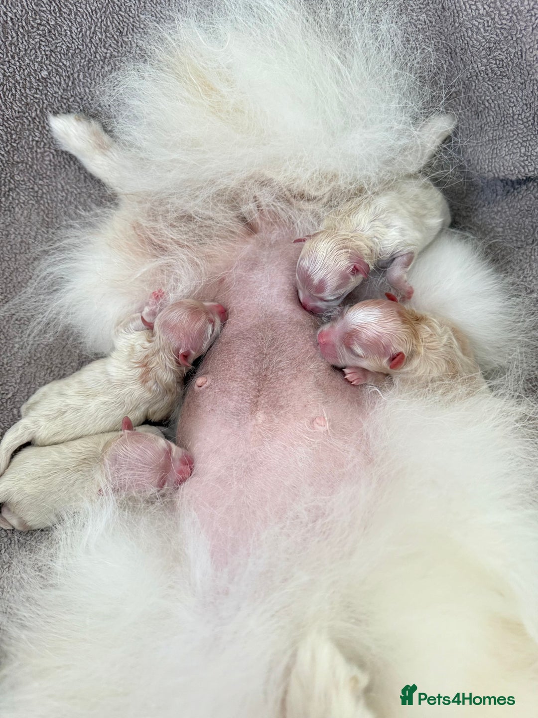 Pomeranian dogs for sale: Russian-Korean puppies looking for home💕 - Image 6