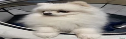 Pomeranian dogs for stud: Olaf white Pomeranian stud - Advert 4