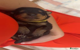 Rottweiler dogs for sale: Rottweiler puppies for 5* homes - Advert 3