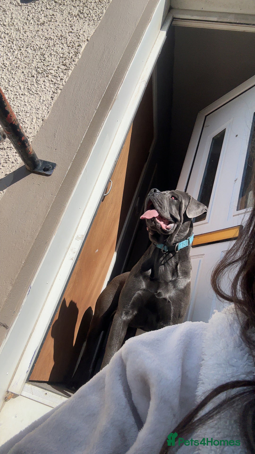 Cane Corso dogs for sale: CREED  - Image 3