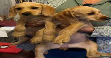 Hungarian Vizsla dogs - Advert 1