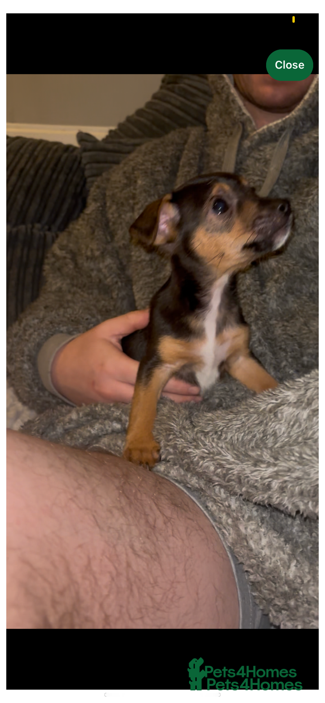 Jack Russell dogs for sale: Jack Russel puppies  - Advert 2