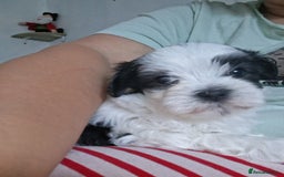 Mixed Breed dogs for sale: Beautiful Maltipoo Puppies 💙 - Image 4