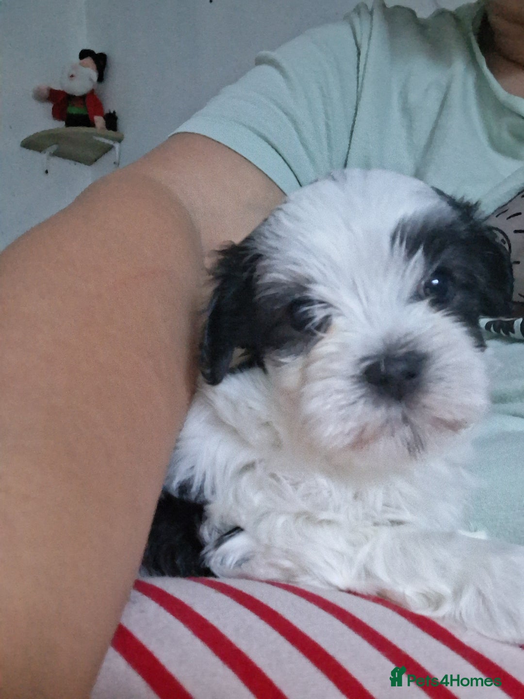 Mixed Breed dogs for sale: Beautiful Maltipoo Puppies 💙 - Image 4
