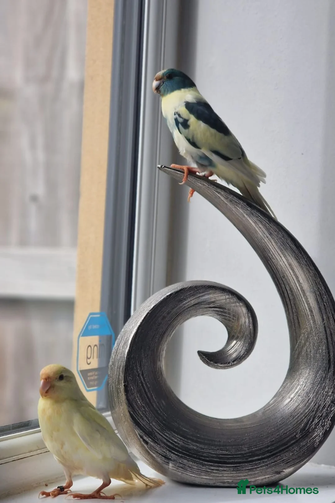 Parakeets birds for sale: Proven Breeding Pair Kakarikis with Cage - Advert 3
