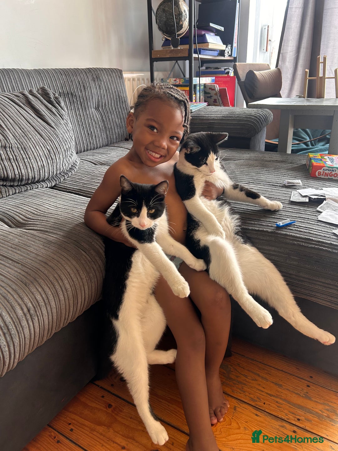 Mixed Breed cats for sale: Twin Boys - Image 2