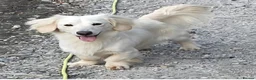 Miniature Dachshund dogs for stud: Perfect cream long haired miniature dachshund stud - Advert 3