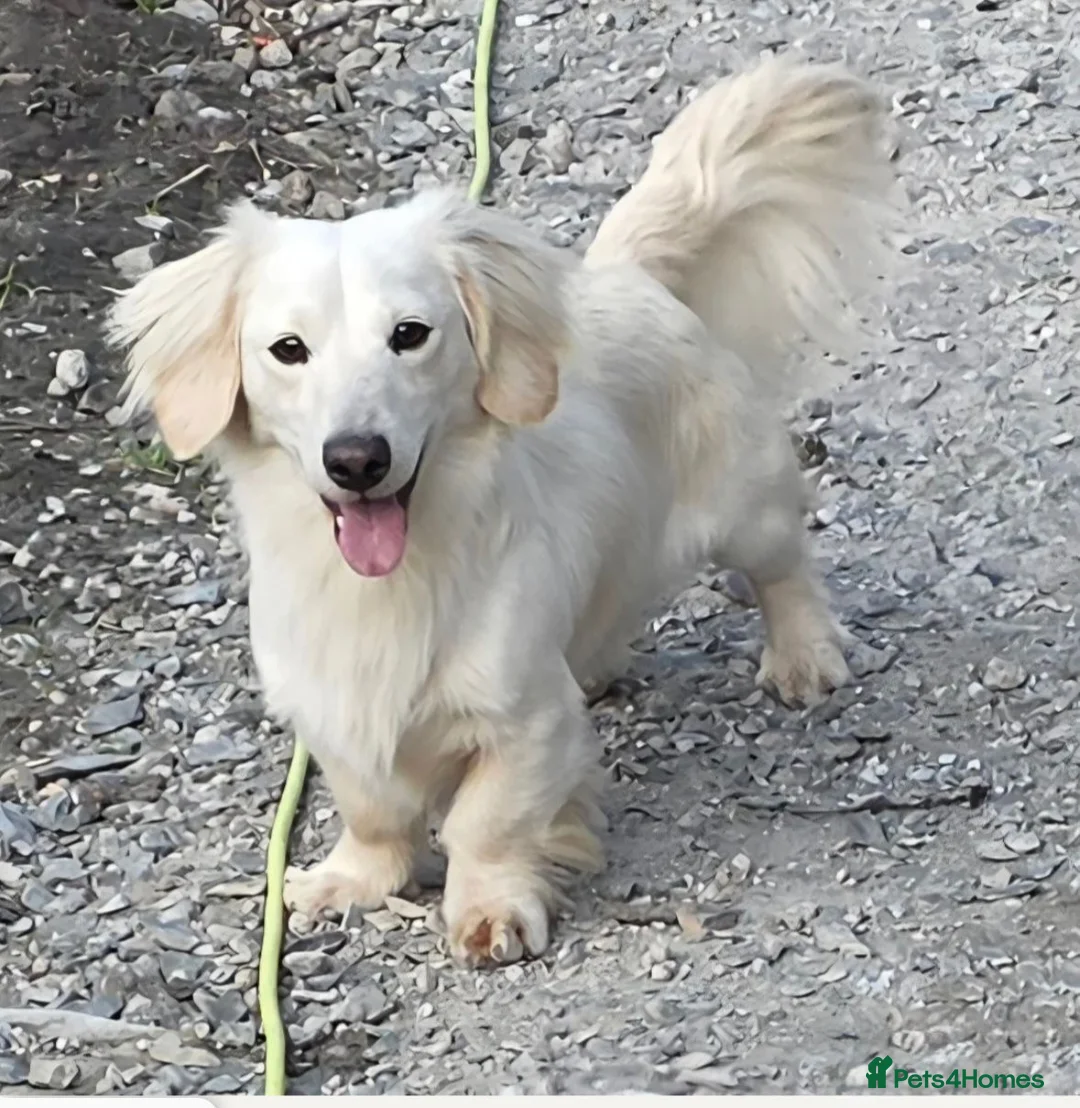 Miniature Dachshund dogs for stud: cream long haired miniature dachshund stud - Advert 2