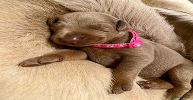 Dobermann dogs - Advert 5
