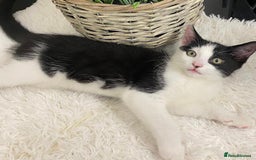 Ragdoll cats for sale:  Black & White Male Kitten ragdoll x Tabby Mix - Advert 3
