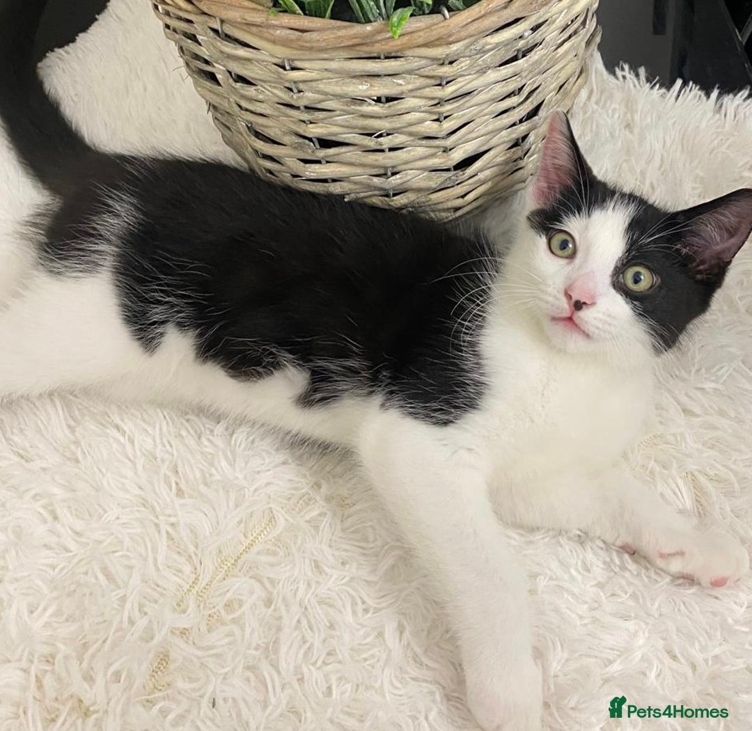 Ragdoll cats for sale:  Black & White Male Kitten ragdoll x Tabby Mix - Advert 3