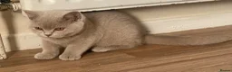 British Shorthair cats for sale: Championship line GCCF British Shorthair Kittens - Advert 16