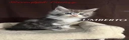 Maine Coon cats for sale: TICA Registered Full Maine Coon Kittens - Advert 10